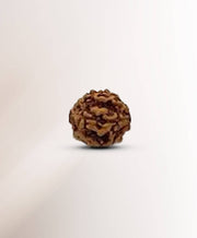 Rudraksha